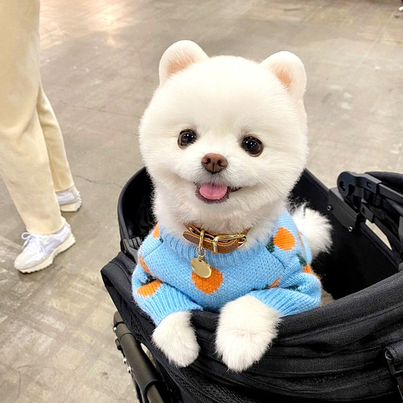 2021 m. Nauji naminių gyvūnėlių meškiuko drabužiai katės ir meškiuko šilti megztiniai šuniukai megzti megztiniai minkšti naminiai drabužiai dviem kojoms