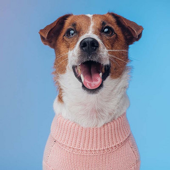 Зимен пуловер за кучета с букви, сладки дрехи за домашни любимци, костенурка, за да се стопли, розово и зелено