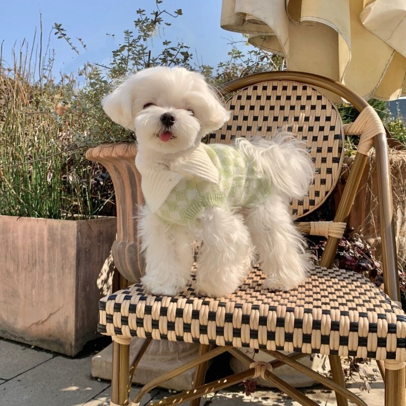 Sladký kockovaný sveter pre psov, oblečenie pre domáce zvieratá, bavlnené teplé oblečenie pre psov, mačky, klopa, roztomilý, jeseň/zima, modrá, móda pre dievčatá a chlapcov, Yorkshire