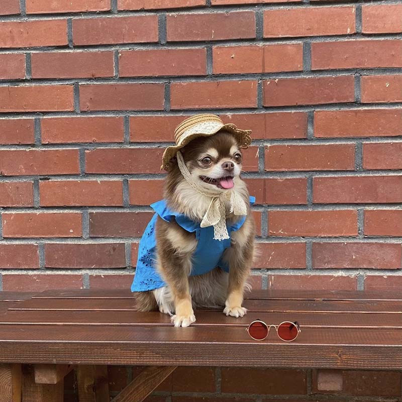 INS Čipkovaná slamená čiapka pre mačky, domáce zvieratá, psov, malého psa, plyšového bišóna, opaľovací krém, slnečný klobúk, pastoračná dekorácia, foto pokrývka hlavy