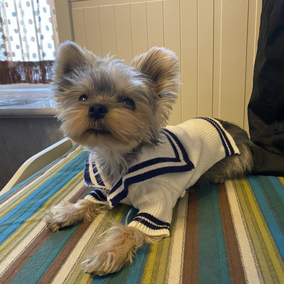 Psí kardigan sveter kabát zima mačka šteňa malé oblečenie pre psov pletené oblečenie čivava yorkshirský teriér pomeranský teriér maltézsky pudel oblečenie S