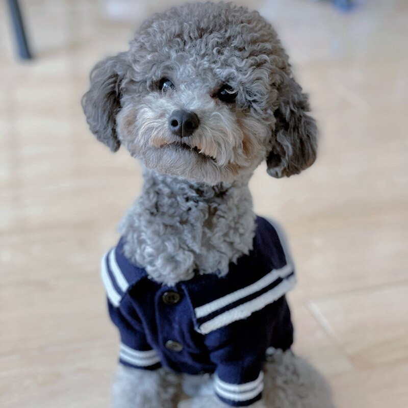 Psí kardigan sveter kabát zima mačka šteňa malé oblečenie pre psov pletené oblečenie čivava yorkshirský teriér pomeranský teriér maltézsky pudel oblečenie S