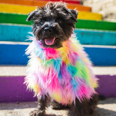 Lemmiklooma koera kampsun koera riided karvane värviline kampsun mood pühade peo riided tuulekindel jope koera kassile