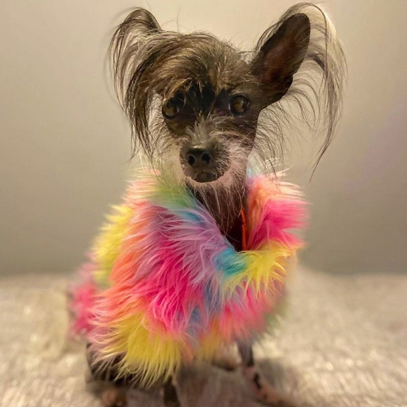 Lemmiklooma koera kampsun koera riided karvane värviline kampsun mood pühade peo riided tuulekindel jope koera kassile