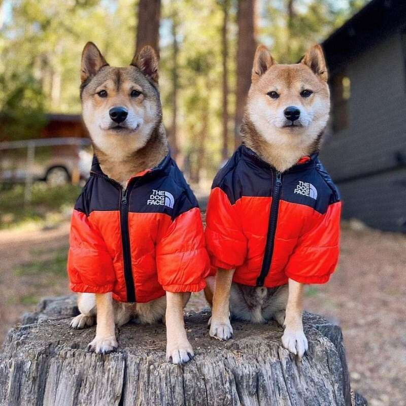 S-5XL Lice psa Zimska odjeća za kućne ljubimce Pseća puhasta jakna Topli debeli kaput za pse Kostim za kućne ljubimce Odjeća za francuskog buldoga Puppy prsluk za pse