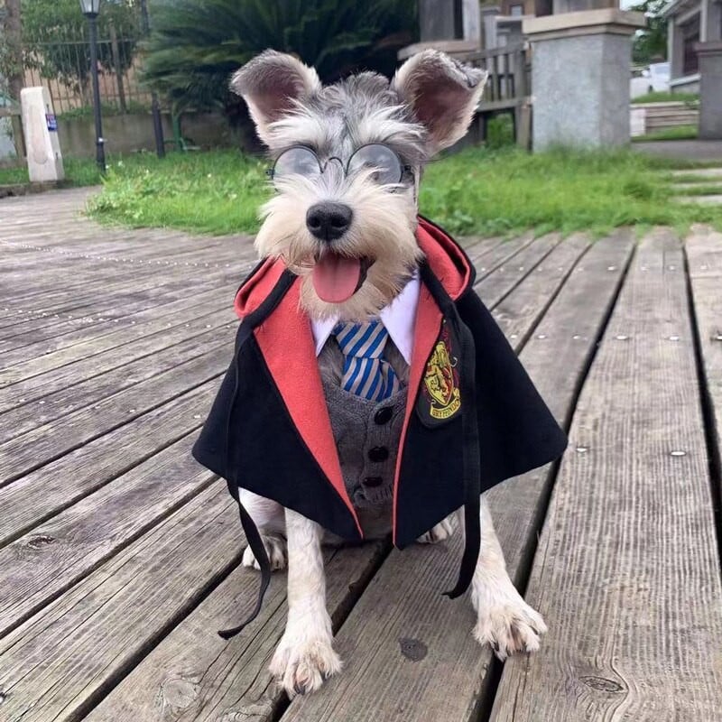 Potter Cat Cape Puppy Shawl Halloweeni lemmiklooma kostüüm koera komplekt.