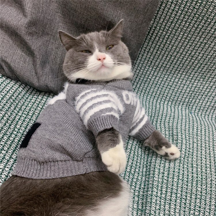 Pulover za mačke Pulover za pse Fleksibilna modna odjeća za male pse za Koki Pudla Pomeranian Schnaucer Teddy Odjeća za kućne ljubimce Puloveri za pse