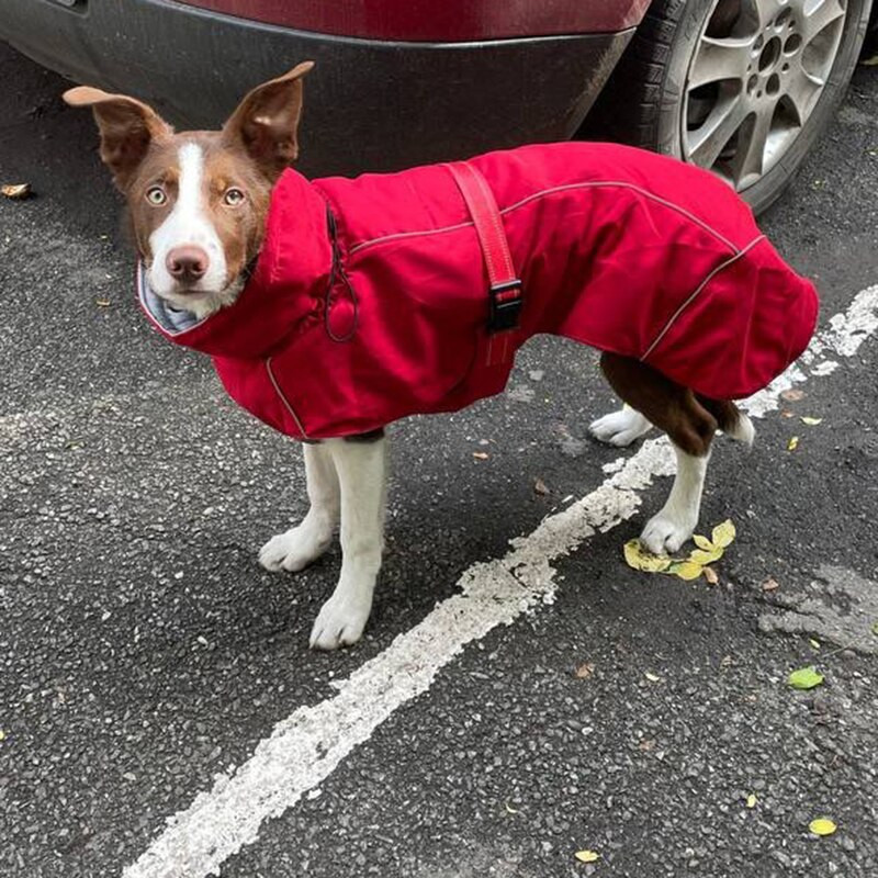 Módna vesta s vysokým golierom pre domáce zvieratá, bunda pre stredne veľké psy, Weimarský stavač, chrt, zahusťovacia teplá zimná vesta pre veľkých psov