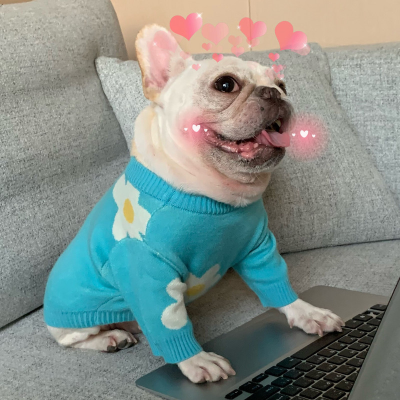 Haine pentru câini cu flori albastre Pulover tricotat pentru animale de companie Haine de toamnă de iarnă Teddy Cat Cămașă de fund Trage de cățeluș Chihuahua Pulover cald