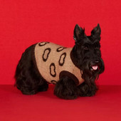 Καφέ πουλόβερ σχεδιαστών για σκύλους Μικρά ρούχα για σκύλους για γαλλικό μπουλντόγκ Yorkshire Dachshund Puppy Χειμερινό πλεκτό πουλόβερ Jumper Xs-xxl