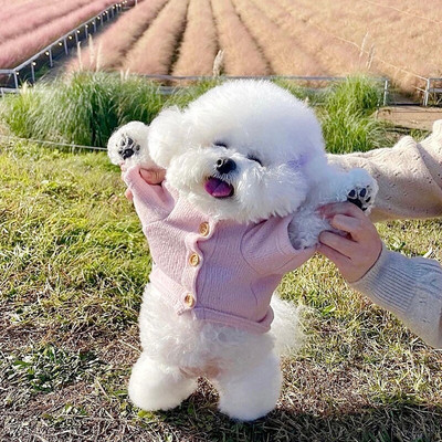 Sügisene lemmikloomakoerte kampsun soe pehme koerte rõivad kudumine chihuahua kutsikas väikestele ja keskmistele koertele riided mantlid Yorkshire Perro