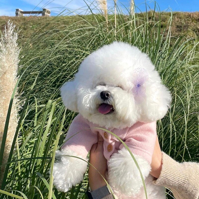 Φθινοπωρινό Πουλόβερ για σκύλους για κατοικίδια Ζεστά μαλακά ρούχα για σκύλους πλέξιμο τσιουάουα κουτάβι για μικρούς μεσαίους σκύλους Παλτό ένδυσης Yorkshire Perro