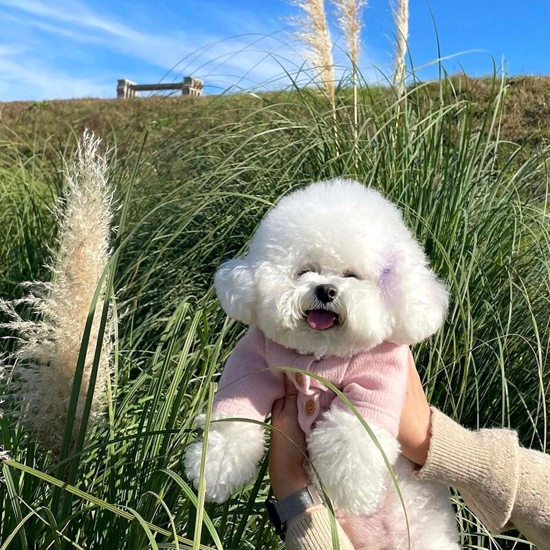 Φθινοπωρινό Πουλόβερ για σκύλους για κατοικίδια Ζεστά μαλακά ρούχα για σκύλους πλέξιμο τσιουάουα κουτάβι για μικρούς μεσαίους σκύλους Παλτό ένδυσης Yorkshire Perro
