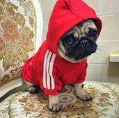 Talvised soojad koerariided kutsika kassi jope komplekt väikestele koertele chihuahua prantsuse buldogi riietus mantel Lemmiklooma mopsi kostüüm S-XXL