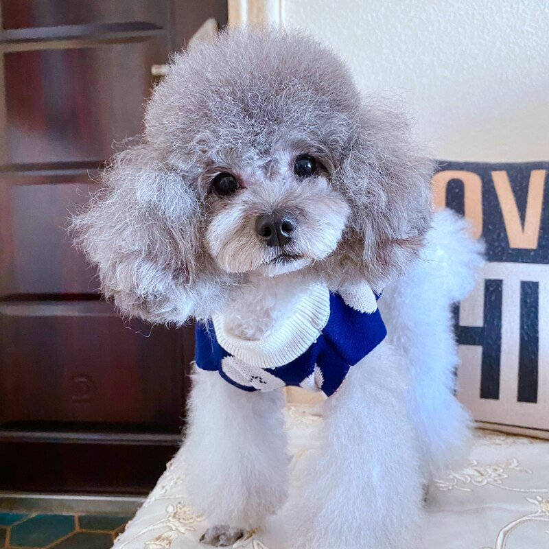 Lemmiklooma koera kampsun Teddy silmkoelised riided Bichon sügistalvised riided kutsika multifilmi riided Yorkshire kaisu puudel Lemmiklooma soojad riided