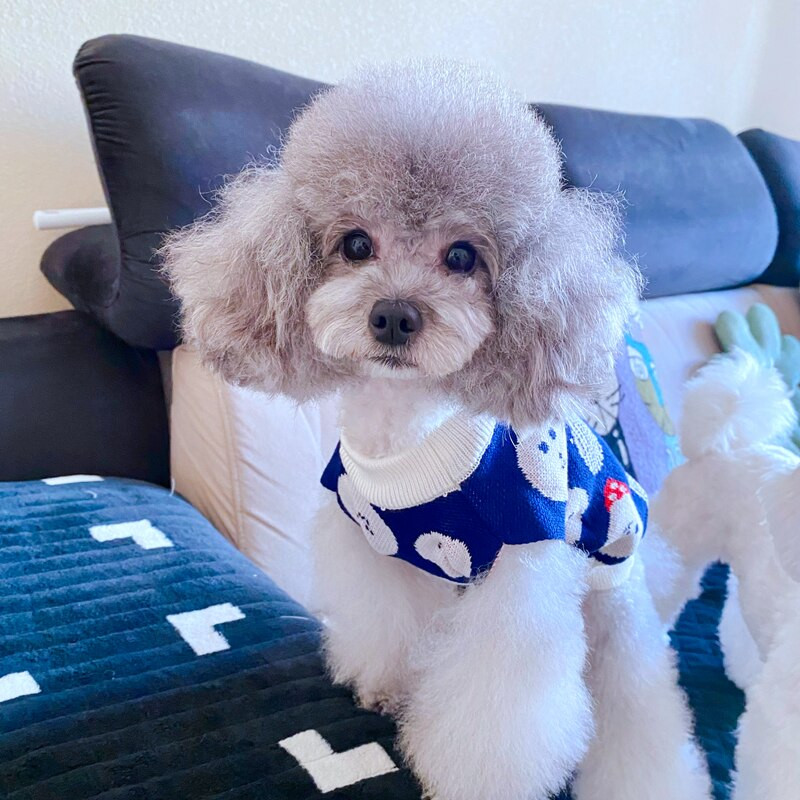 Lemmiklooma koera kampsun Teddy silmkoelised riided Bichon sügistalvised riided kutsika multifilmi riided Yorkshire kaisu puudel Lemmiklooma soojad riided