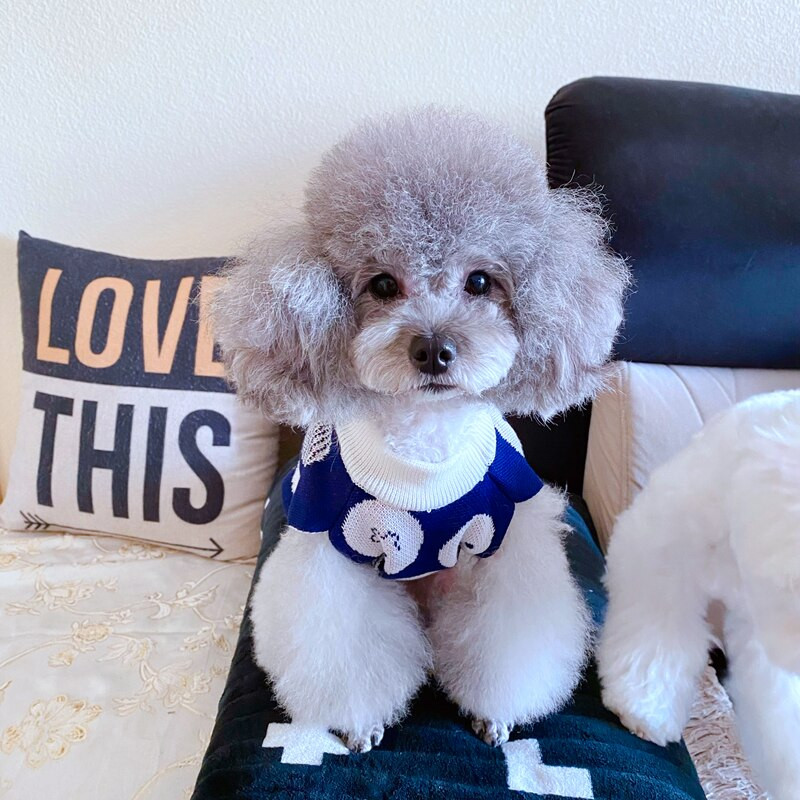 Lemmiklooma koera kampsun Teddy silmkoelised riided Bichon sügistalvised riided kutsika multifilmi riided Yorkshire kaisu puudel Lemmiklooma soojad riided