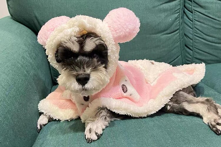 Cățeluș haină caldă pentru animale de companie Pelerina ursului Cuvernă caldă pentru câine Pătură pentru animale de companie Cape Cape Pătură Schnauzer Corgi haină pisică Designer haine pentru câini Cadou