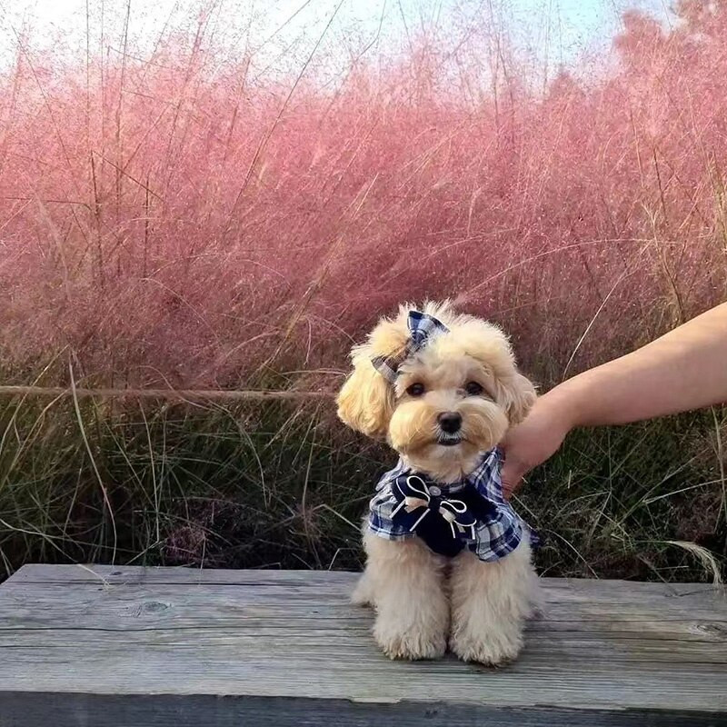 Σειρά INS Campus με φθινοπωρινά ρούχα για κατοικίδια, χειμερινά, καρό πλεκτό πουκάμισο ψεύτικο φόρεμα σκύλου δύο τεμαχίων για σκύλους φόρεμα μαλτέζικου σκύλου