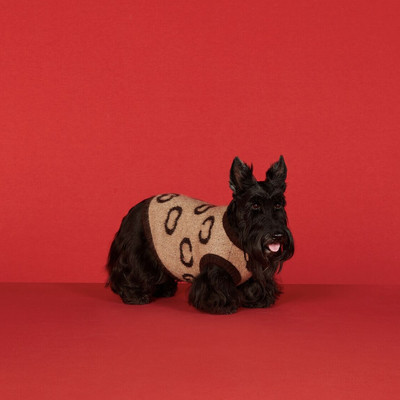 Lemmiklooma kampsun sügistalvine vest Puuvillane kassiriided mood koera kampsun