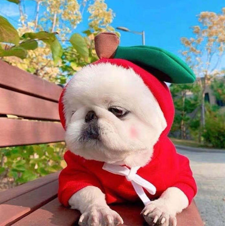 Fructe drăguțe haine pentru câini pentru câini de talie mică, hanorace, haine calde din lână pentru animale de companie, costum pentru cățeluș, haine pentru cățeluș, costume pentru jachetă