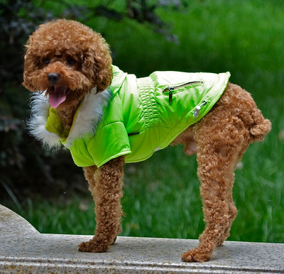 Talvised koerariided Pet Down Parkad Soe kapuutsiga kutsikas koera kassi mantlid väikestele koertele Chihuahua mops Prantsuse buldogi rõivad