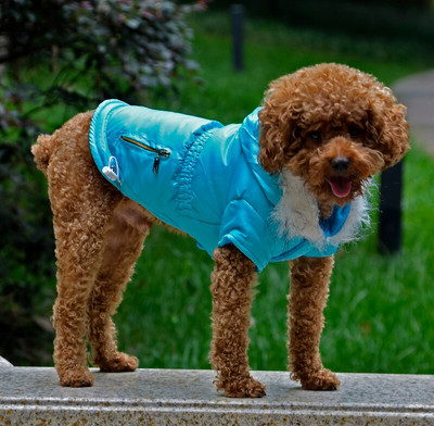 Talvised koerariided Pet Down Parkad Soe kapuutsiga kutsikas koera kassi mantlid väikestele koertele Chihuahua mops Prantsuse buldogi rõivad