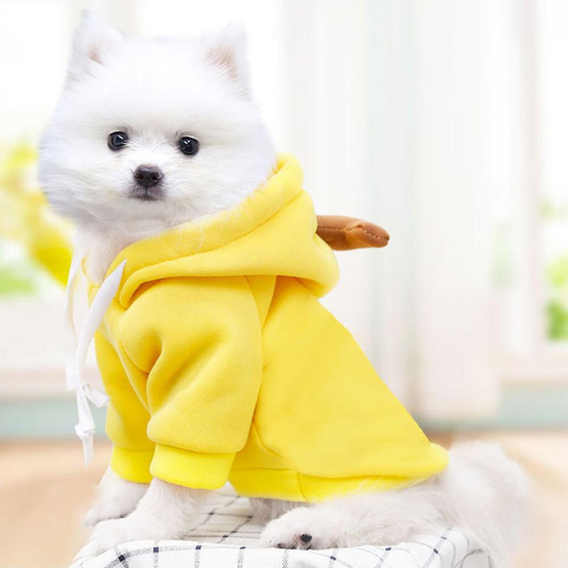 Câine, pisică, fructe, culori, hanorac de iarnă, pulover, poliester, articole de pluș, articole pentru animale de companie, produse pentru animale de companie, accesorii pentru câini, grădină.