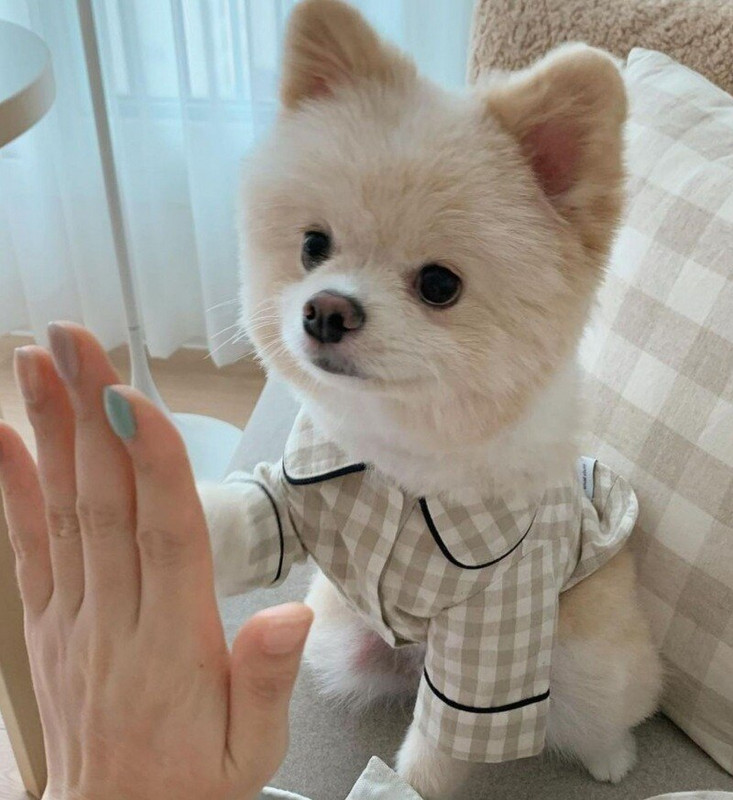 Kockované košele Oblečenie pre domáce zvieratá Psy Pyžamá Mačky Oblečenie pre psov Kostým Malé mačiatka Potlač móda Roztomilé Letné Khaki dievčatko Chlapček Yorkshire