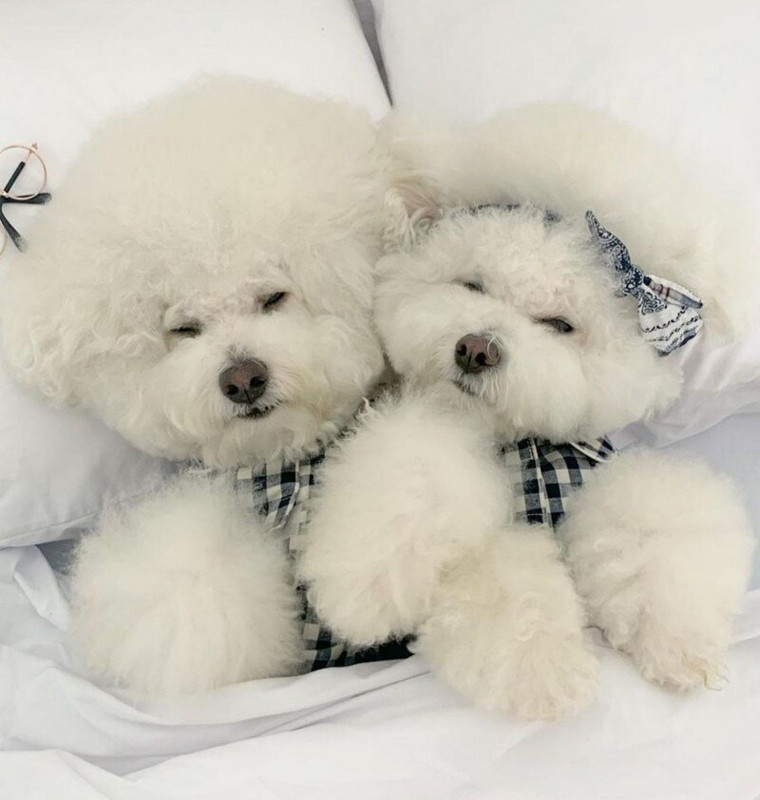 Kockované košele Oblečenie pre domáce zvieratá Psy Pyžamá Mačky Oblečenie pre psov Kostým Malé mačiatka Potlač móda Roztomilé Letné Khaki dievčatko Chlapček Yorkshire