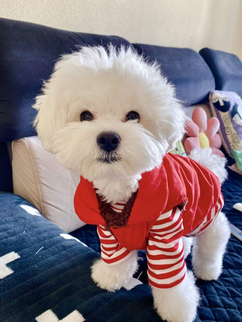 Haină caldă pentru animale de companie Toamnă iarnă Haine pentru câini de talie mică, la modă, cămașă cu dungi, vestă roșie din bumbac, pisicuțe, jachetă dulce Chihuahua