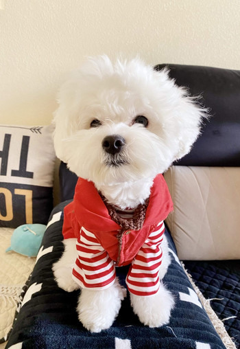 Haină caldă pentru animale de companie Toamnă iarnă Haine pentru câini de talie mică, la modă, cămașă cu dungi, vestă roșie din bumbac, pisicuțe, jachetă dulce Chihuahua