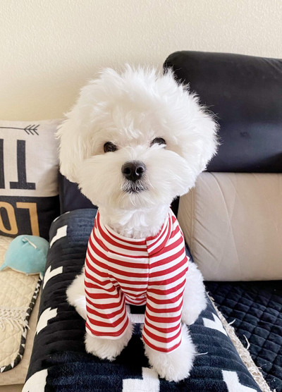 Haină caldă pentru animale de companie Toamnă iarnă Haine pentru câini de talie mică, la modă, cămașă cu dungi, vestă roșie din bumbac, pisicuțe, jachetă dulce Chihuahua