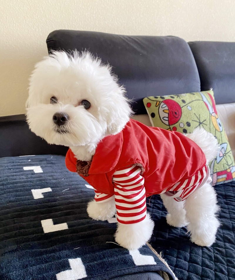 Haină caldă pentru animale de companie Toamnă iarnă Haine pentru câini de talie mică, la modă, cămașă cu dungi, vestă roșie din bumbac, pisicuțe, jachetă dulce Chihuahua