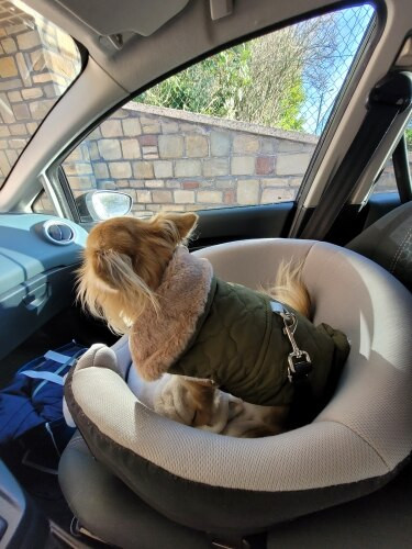 Zimná bunda pre psov, teplá, oblečenie pre malých psov, kabát, vesta s kožušinovým golierom, bavlnené oblečenie pre domáce zvieratá, oblečenie pre čivavu a yorkshirské šteňatá