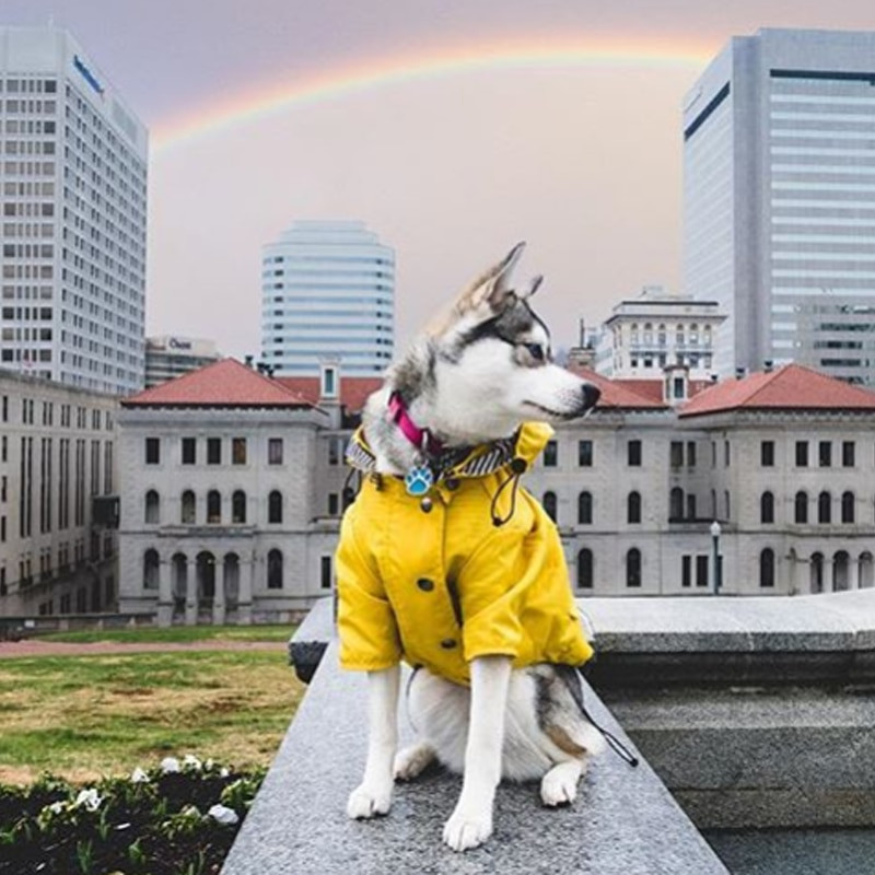 SUPREPET Yellow Puppy Clothes Αδιάβροχο μπουφάν για σκύλους γαλλικού μπουλντόγκ ριγέ ρούχα Αξεσουάρ σκυλιών για μεγάλα σκυλιά