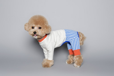 INS Χαριτωμένα ριγέ τετράποδα ρούχα Άτακτο χρώμα που ταιριάζουν σειρά κατοικίδιων ολόσωμη φόρμα για σκύλους Teddy Bichon φόρμα για σκύλους