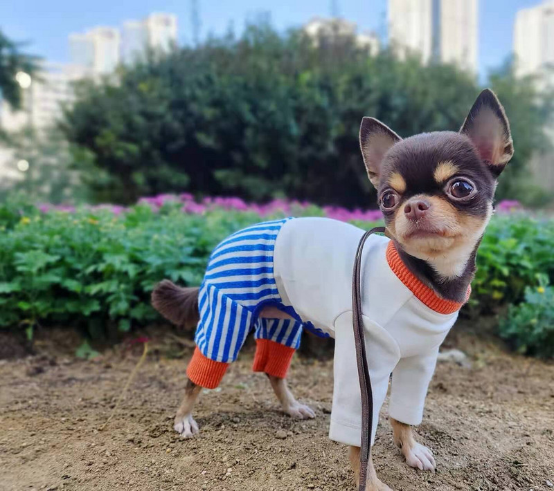 INS Χαριτωμένα ριγέ τετράποδα ρούχα Άτακτο χρώμα που ταιριάζουν σειρά κατοικίδιων ολόσωμη φόρμα για σκύλους Teddy Bichon φόρμα για σκύλους