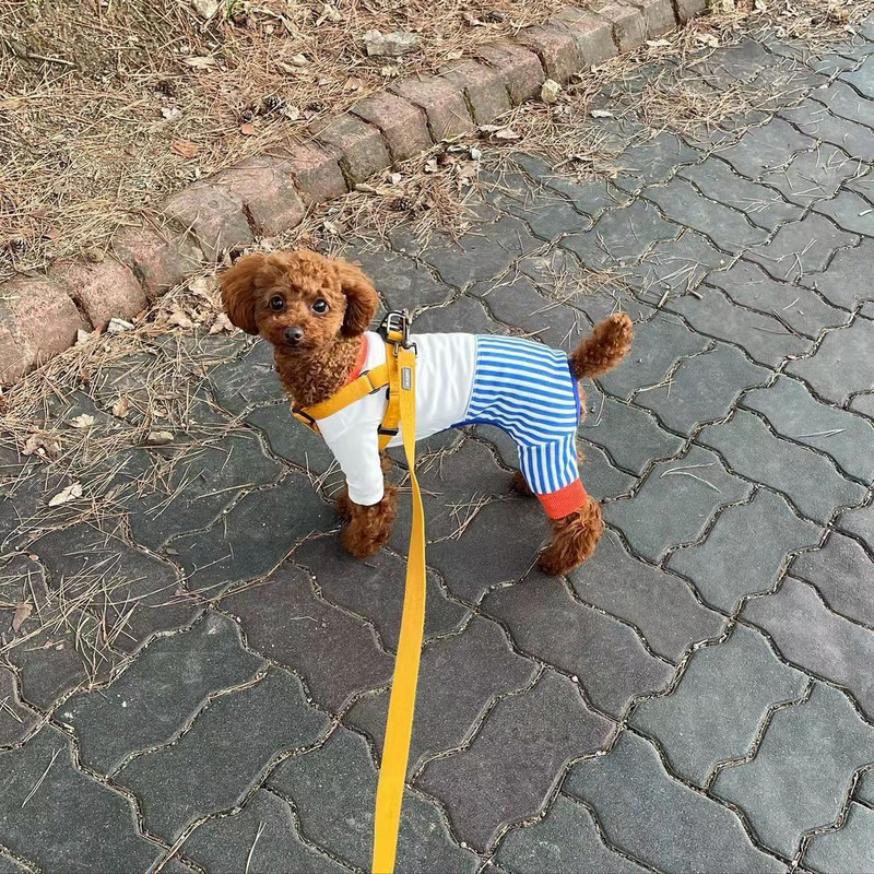 INS Χαριτωμένα ριγέ τετράποδα ρούχα Άτακτο χρώμα που ταιριάζουν σειρά κατοικίδιων ολόσωμη φόρμα για σκύλους Teddy Bichon φόρμα για σκύλους