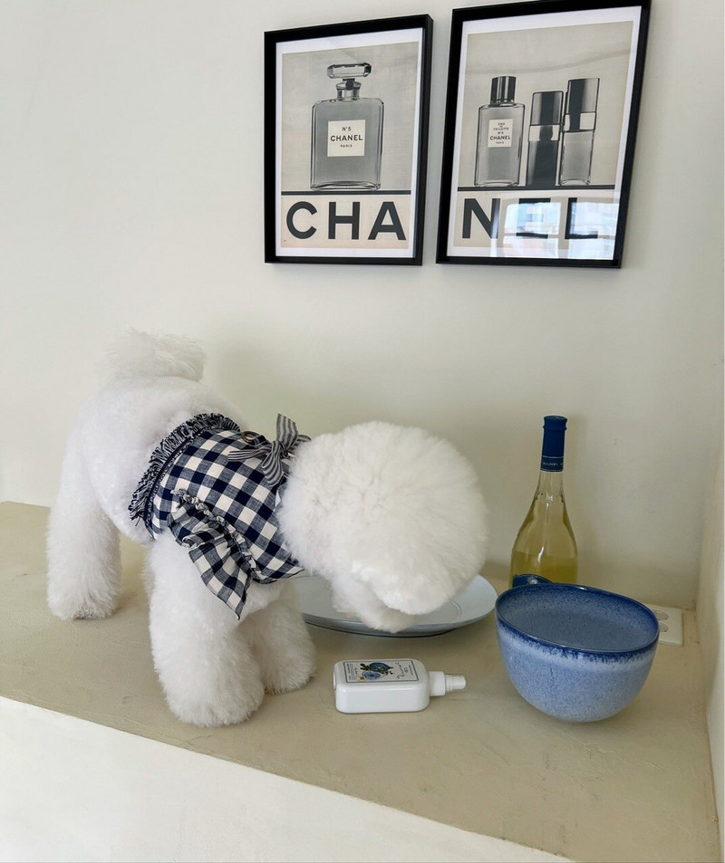 Suvised kutsikate riided 2022 Koerariided väikestele koertele Kutsikate suveriided Rakmed Väikese koera kutsika rihm Lemmikloomatarbed