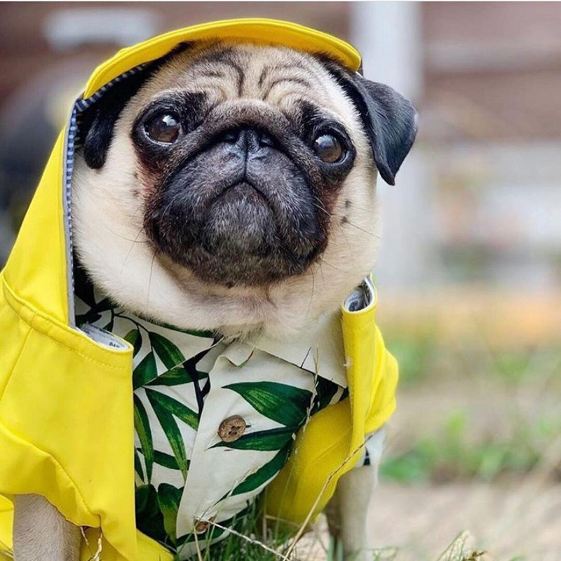 Letné oblečenie pre psov, zelené listy, banánové bavlnené kovbojské tričko pre psov, pre šteniatka, malé a stredné zvieratá, francúzsky buldoček, corgi