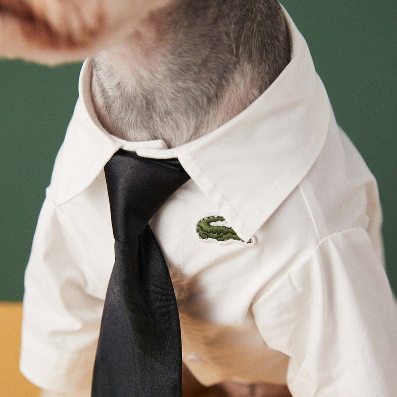 Oblečenie pre domáce zvieratá Nové biele tričko Teddy Schnauzer Bichon Dog Malé Tide Biped oblečenie Oblečenie pre domáce zvieratá pre malé psy Základné letné Bulldog