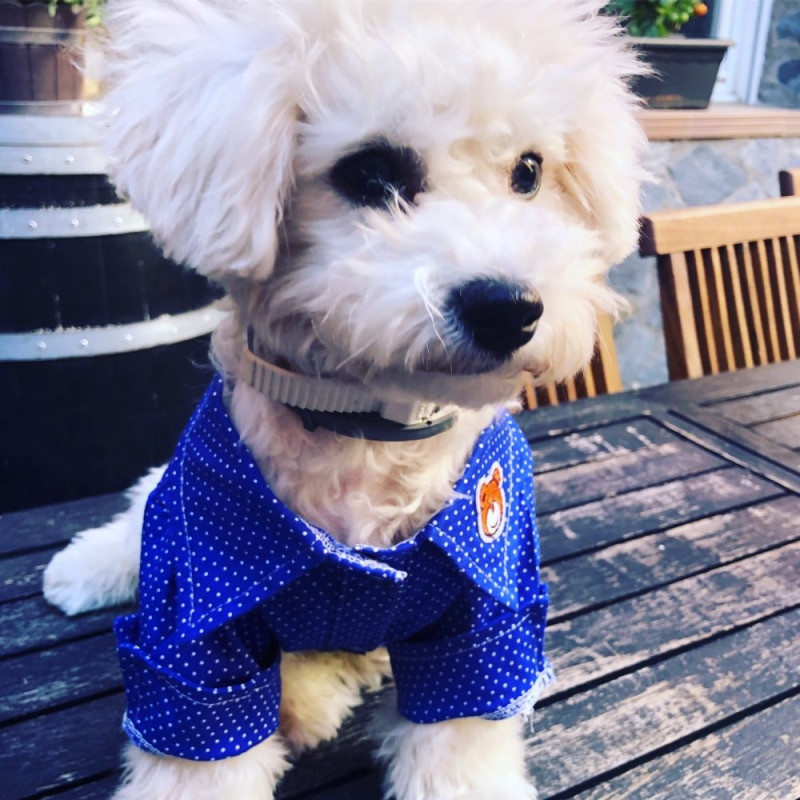 Καλοκαιρινό πουκάμισο σκύλου Παλτό για κουτάβι Γάτα Ρούχα για κουτάβι Corgi Yorkie Poodle Pomeranian Schnauzer Στολή για σκύλο Ρούχα για κατοικίδια Dropshipping XS