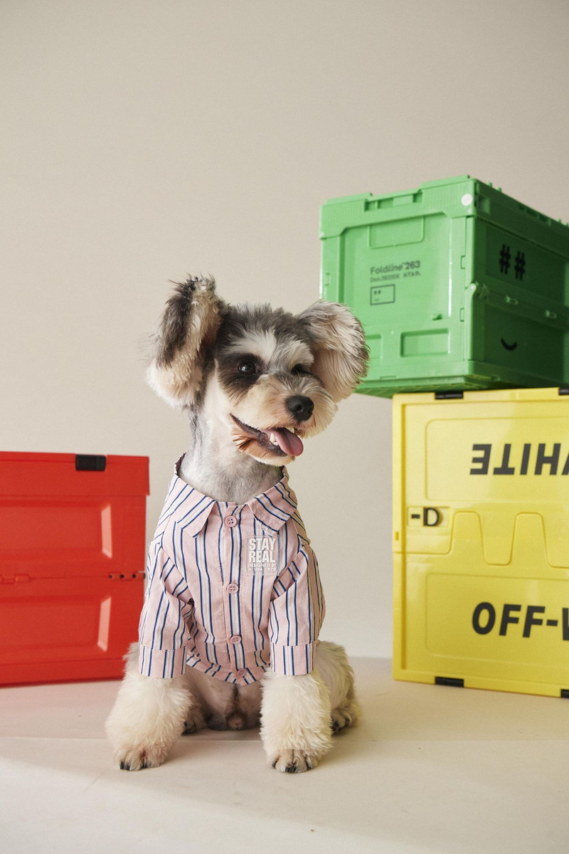 3 värvi Koerte riided Uued lemmikloomade särgid Kevadriided koertele kassidele Väike kutsikate kampsun Šnautser Akita Mops triibuline särk lemmikloomale