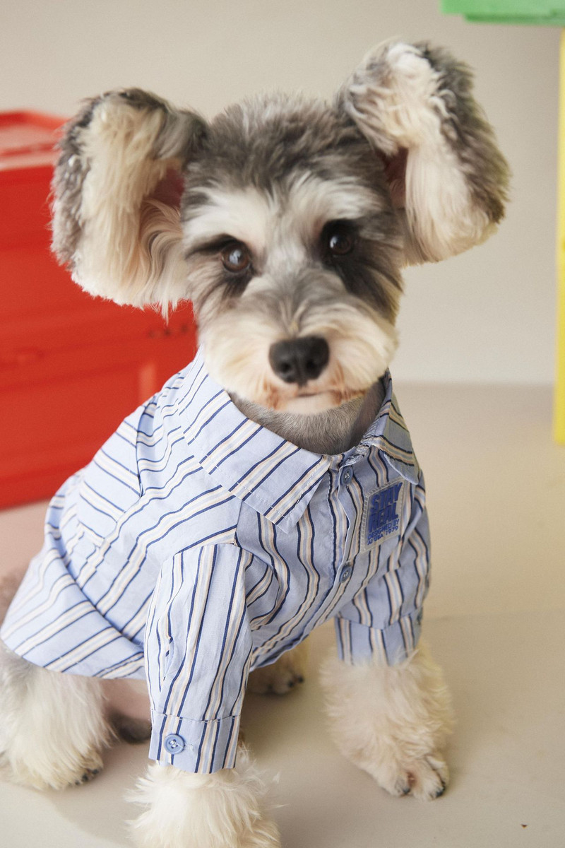 3 värvi Koerte riided Uued lemmikloomade särgid Kevadriided koertele kassidele Väike kutsikate kampsun Šnautser Akita Mops triibuline särk lemmikloomale