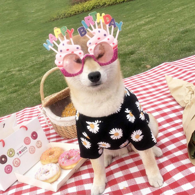 Oblečenie pre psov, tričko s motívom sedmokrásky pre malé a stredné psy, šteňací kabát, jar/leto, cestovný outfit, látkový plyšový bišónok, čivava