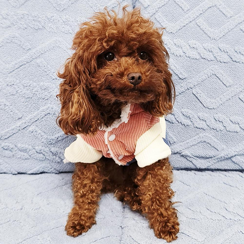 Armsad talvised koerariided Pestav koera puuvillane jope Värvi blokeeriv Hoia soojas Kahe jalaga lemmikloomakoera kapuutsiga jope