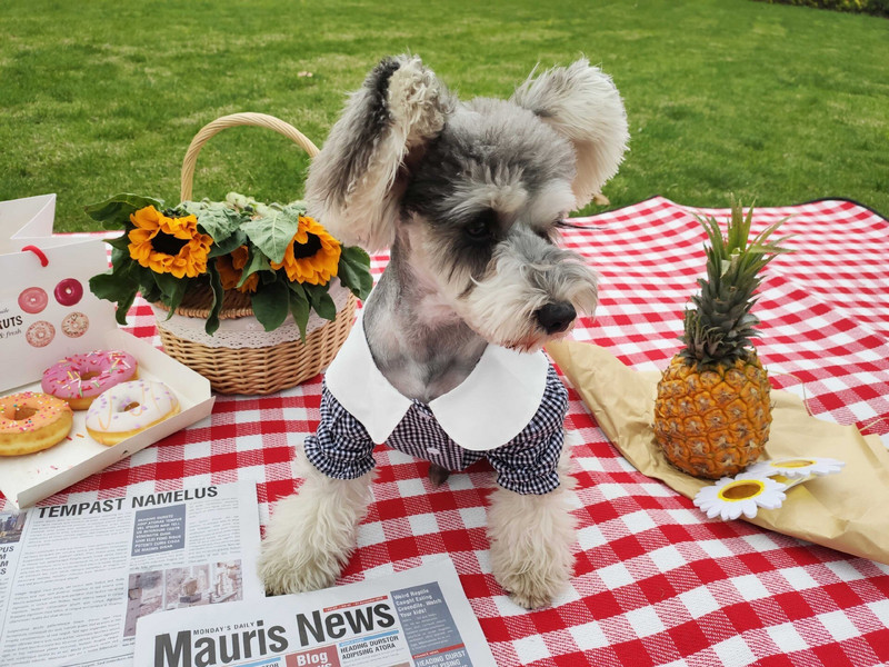 Moodne ruuduline särk lemmikloomakoertele Uued riided koertele Kasside suveriided Akita Schauzeri särk Kutsika riided Lemmiklooma riided