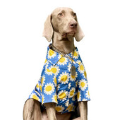 Lemmikloomade riided Suvine suur koerasärk jakk Puudel Bichon Šnautser Corgi Samojeed Husky Kuldne retriiver Labradori rõivad