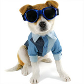 Prancūzų buldogų drabužiai Vasariniai šunų marškiniai paltai Šnaucerio mopso apranga Katės Jorkšyro pudelis Pomeranijos naminių gyvūnėlių drabužiai Dropship